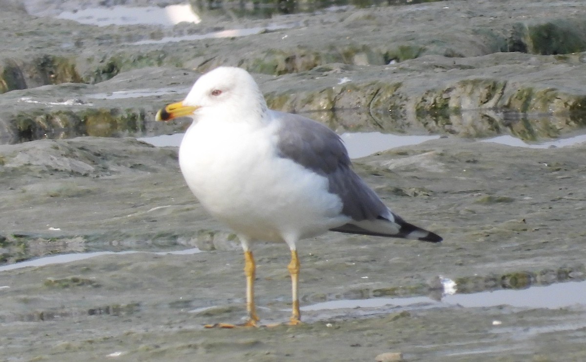 Armenian Gull - ML647626833