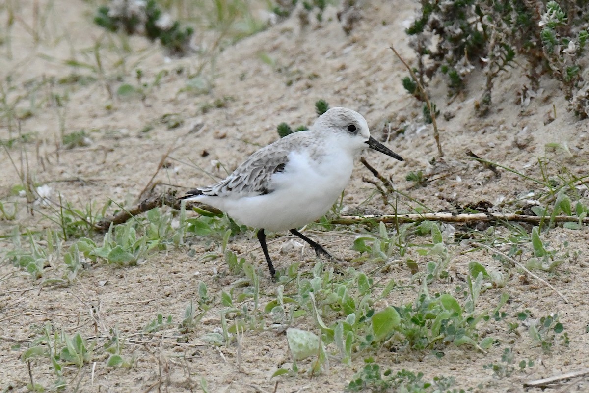 Sanderling - ML647626835