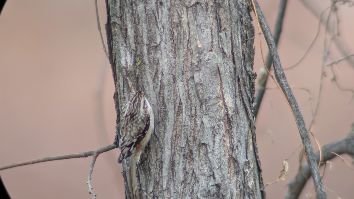 Brown Creeper - ML647626839