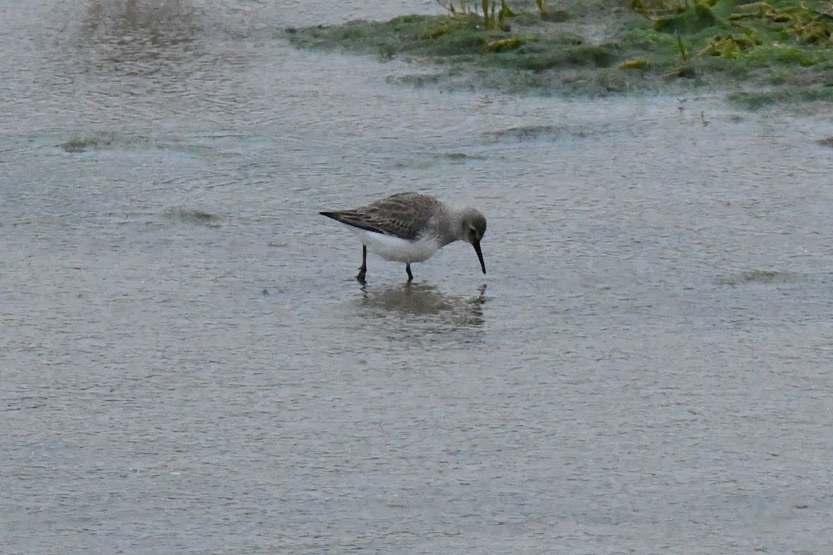 Dunlin - ML647626840