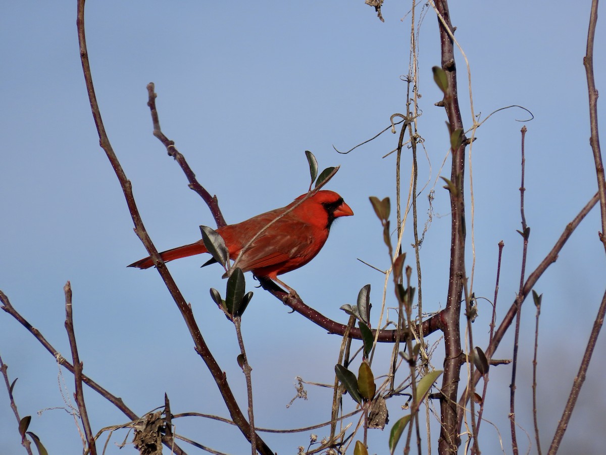 Northern Cardinal - ML647626841