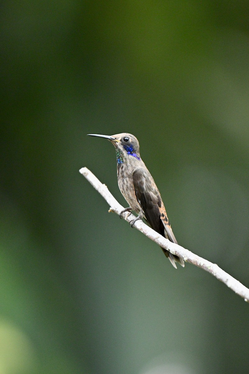 Brown Violetear - ML647626842