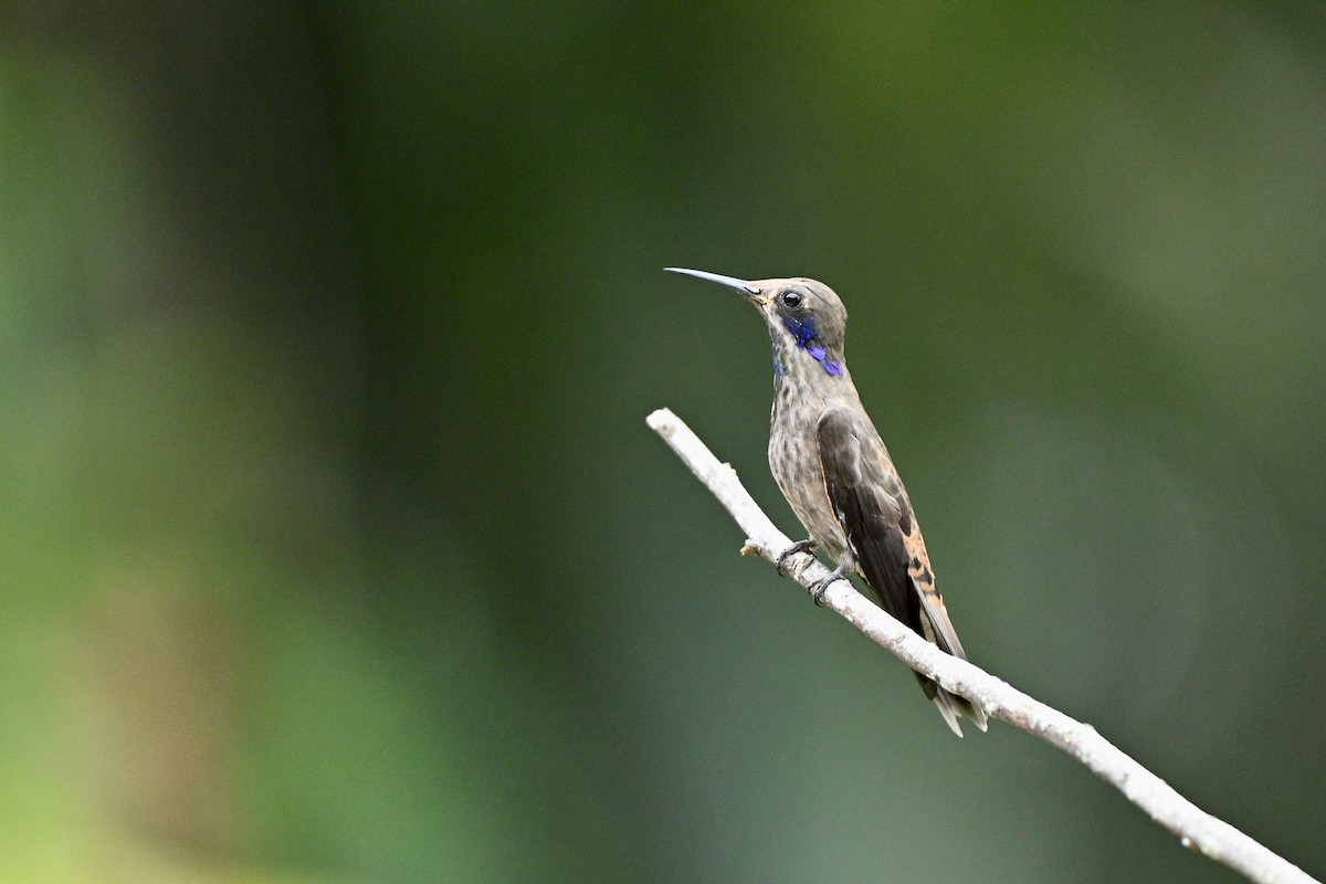 Brown Violetear - ML647626843