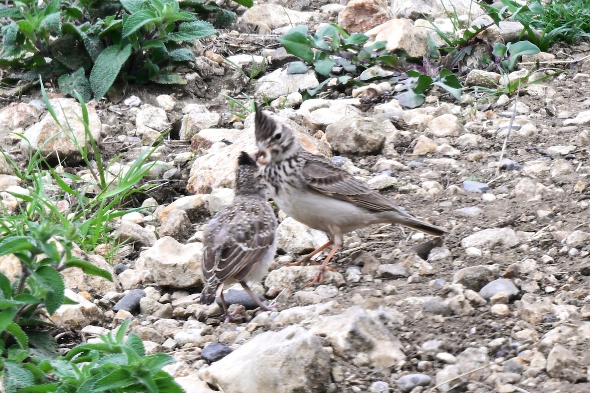 Crested Lark - ML647626844