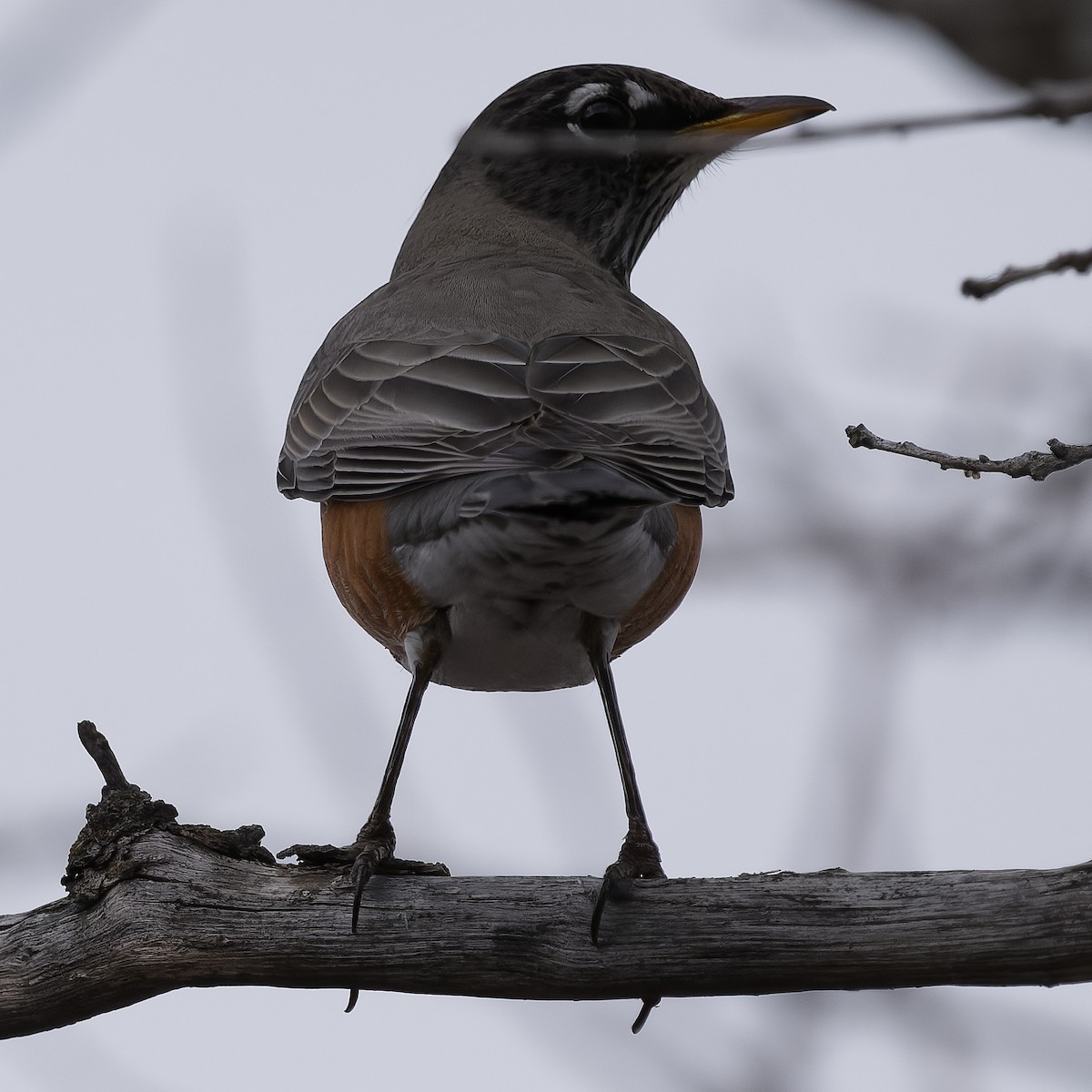 American Robin - ML647626846