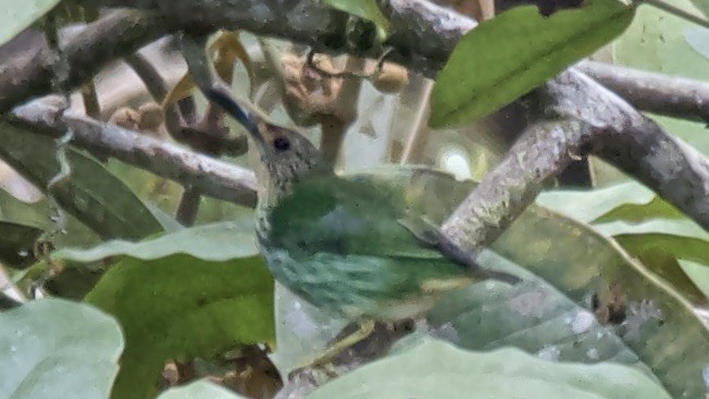 Purple Honeycreeper - ML647626849