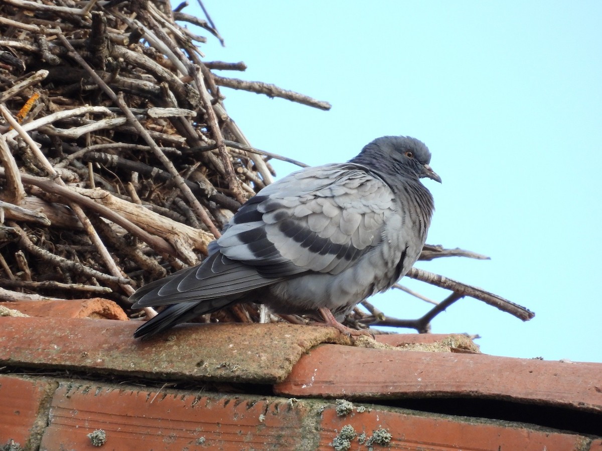 Rock Pigeon (Feral Pigeon) - ML647626850