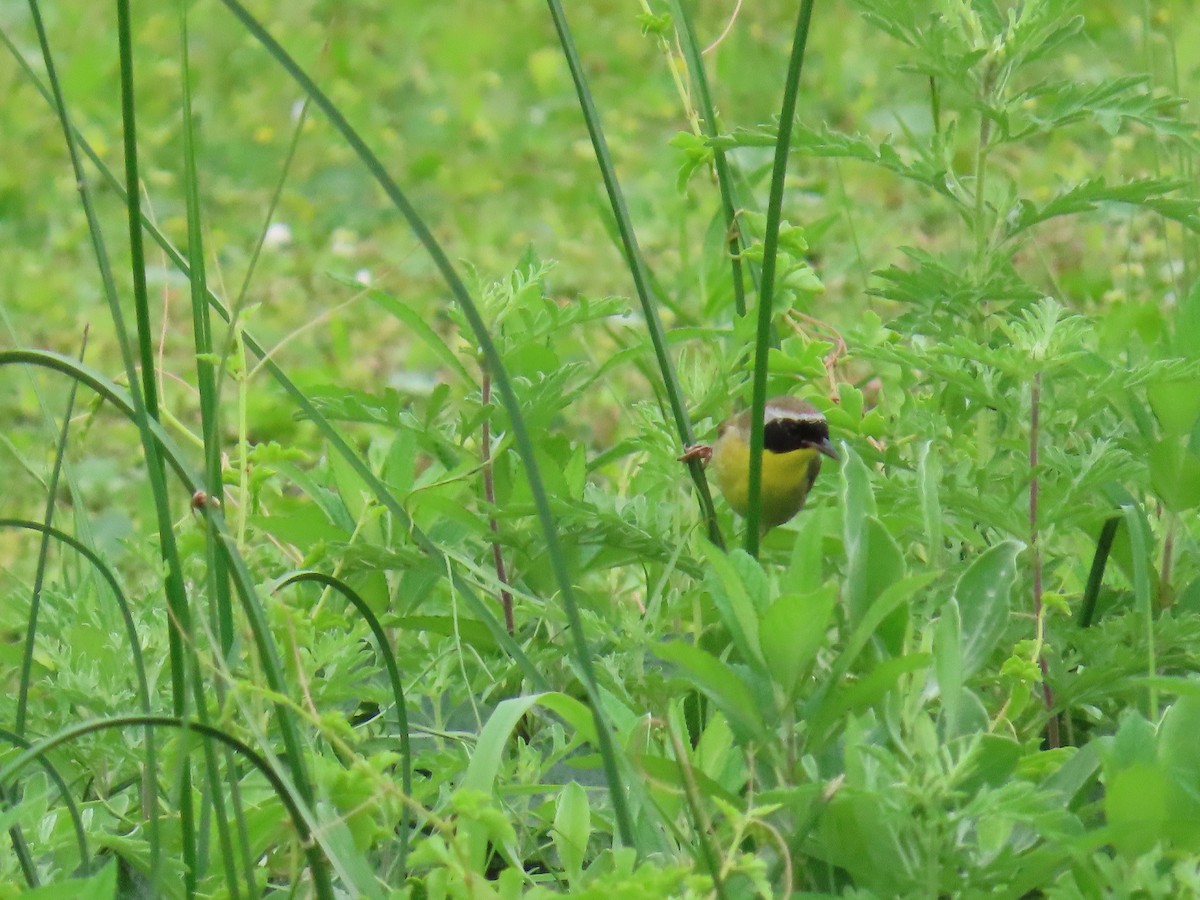 Common Yellowthroat - ML647626851