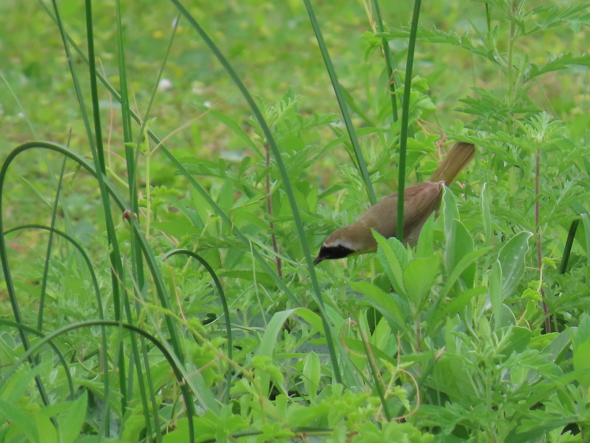 Common Yellowthroat - ML647626852