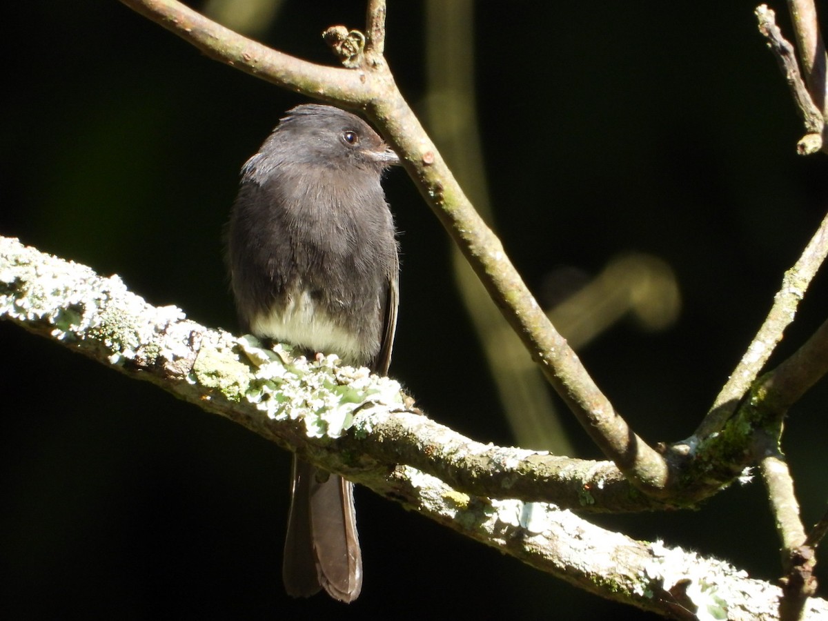 Black Phoebe - ML647626853
