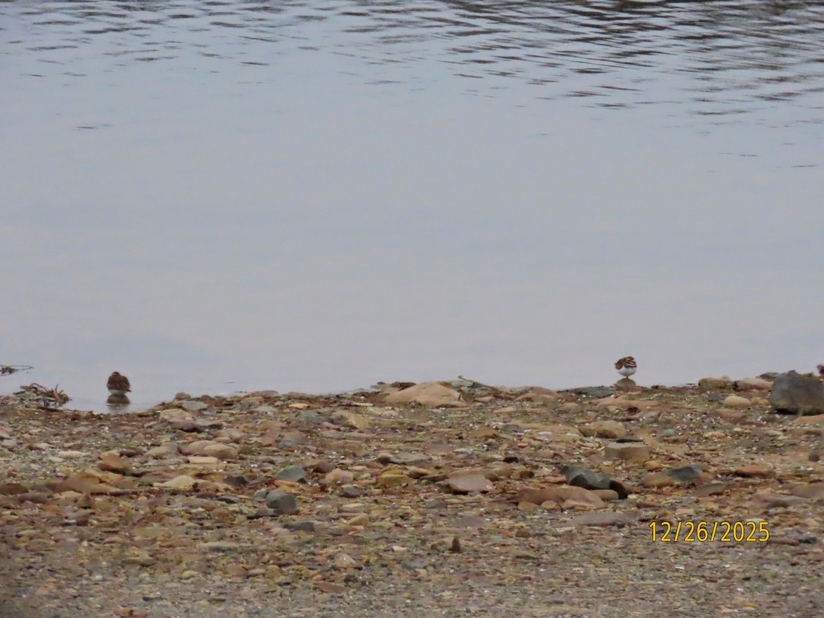 Пісочник крикливий - ML647626865