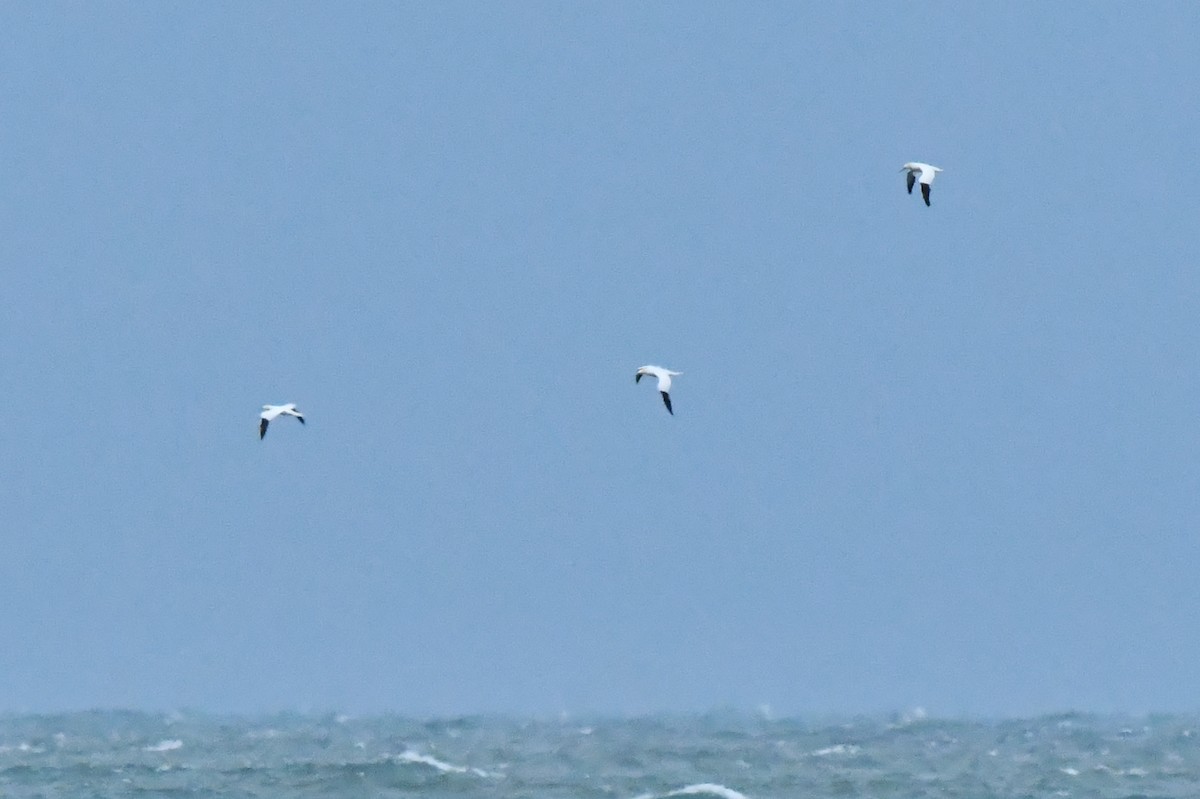 סולה מצויה - ML647626867