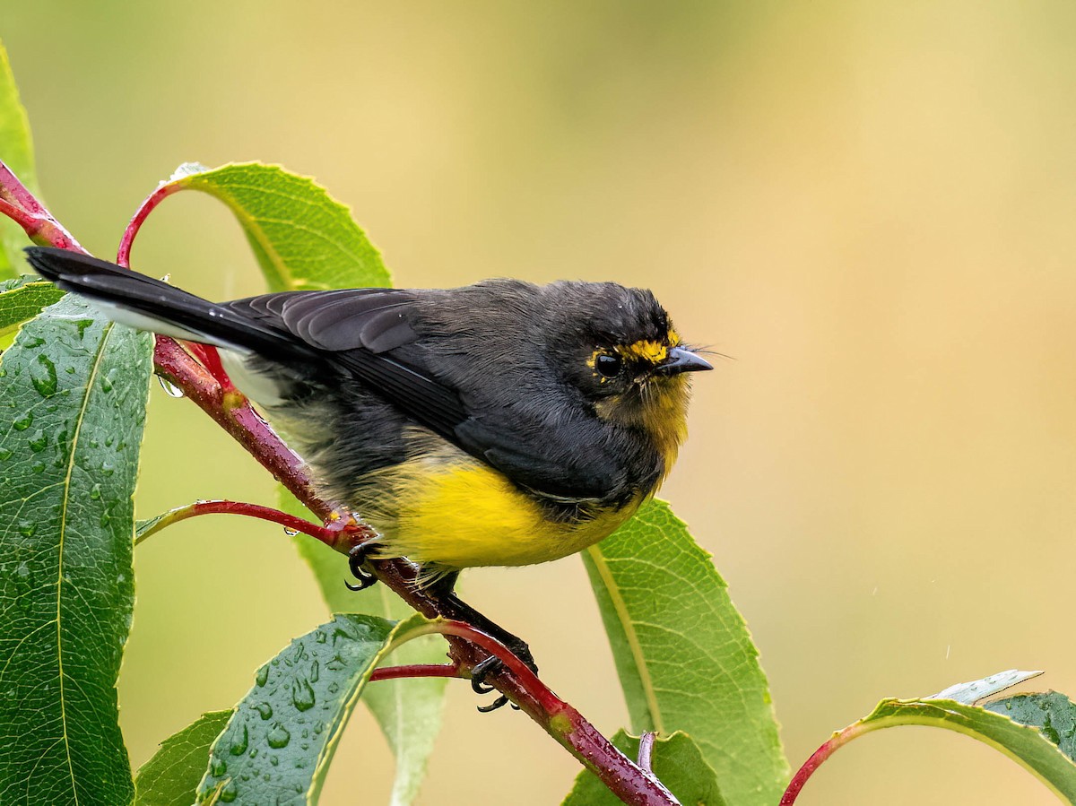 Spectacled Redstart - ML647626875