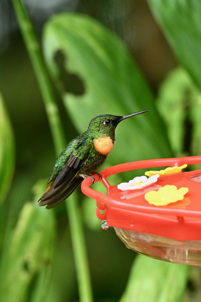 Gould's Jewelfront - ML647626880