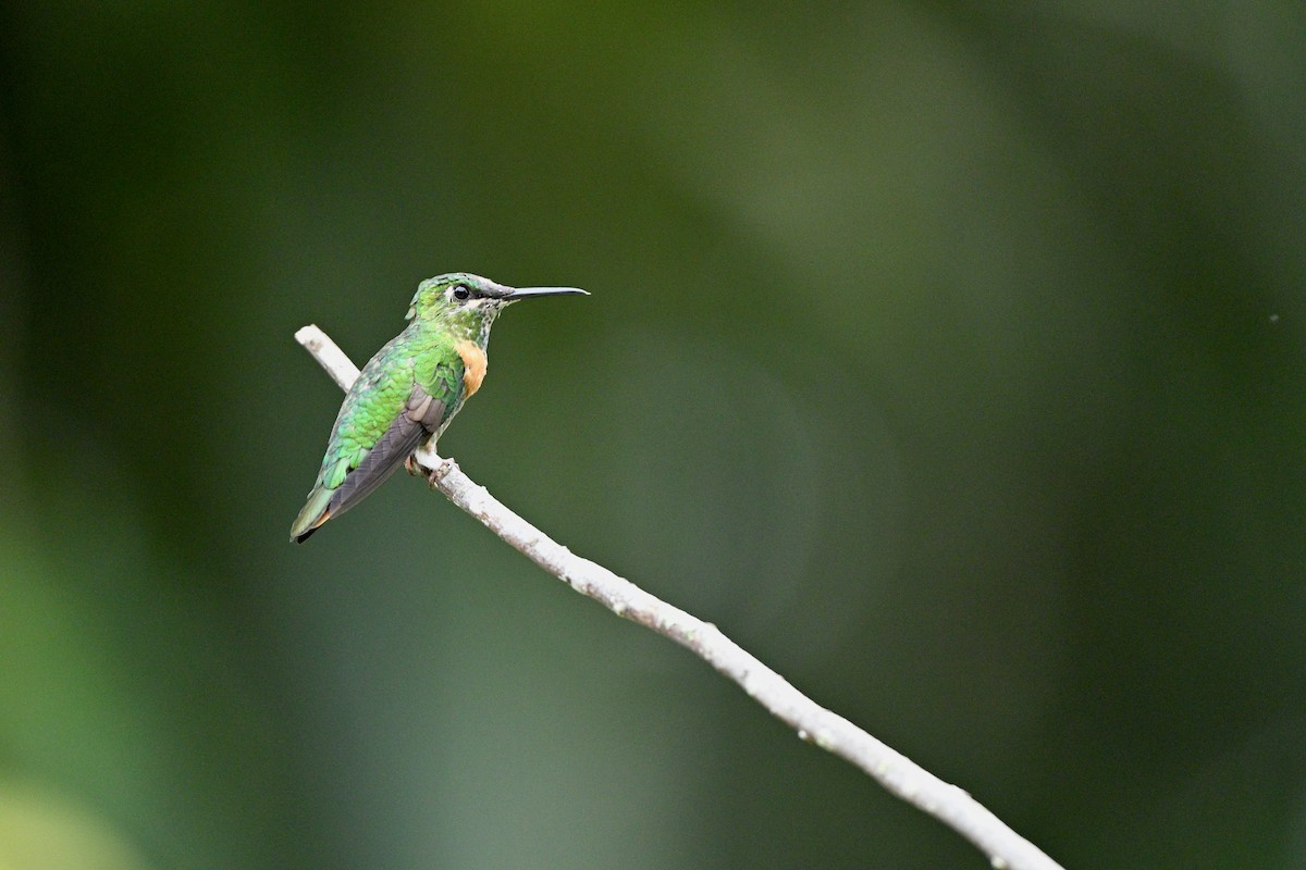 Gould's Jewelfront - ML647626882