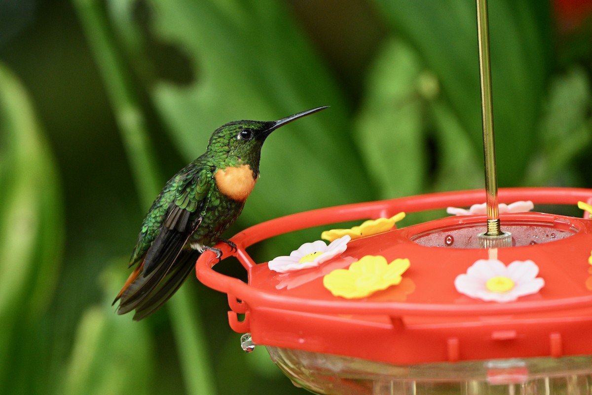 Gould's Jewelfront - ML647626883