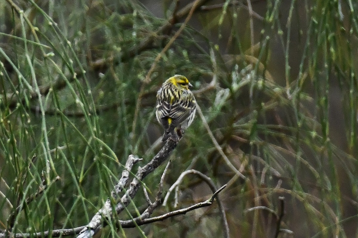 Girlitz - ML647626885