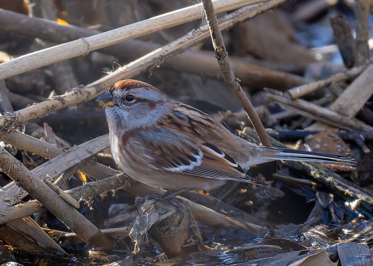 Пасовник північний - ML647626887