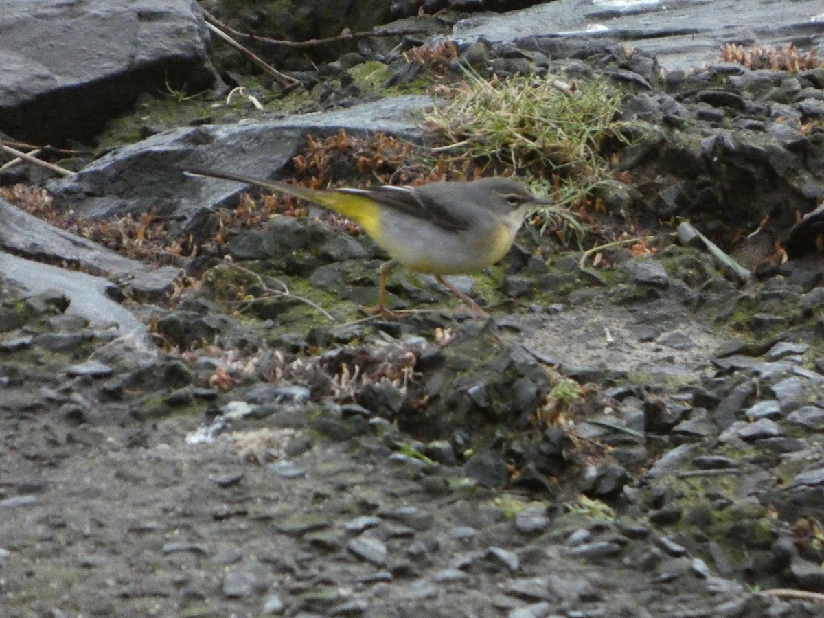 Gray Wagtail - ML647626900