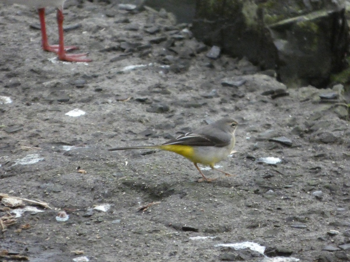 Gray Wagtail - ML647626901