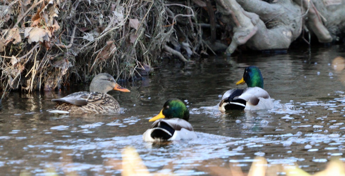 Крижень звичайний - ML647626908