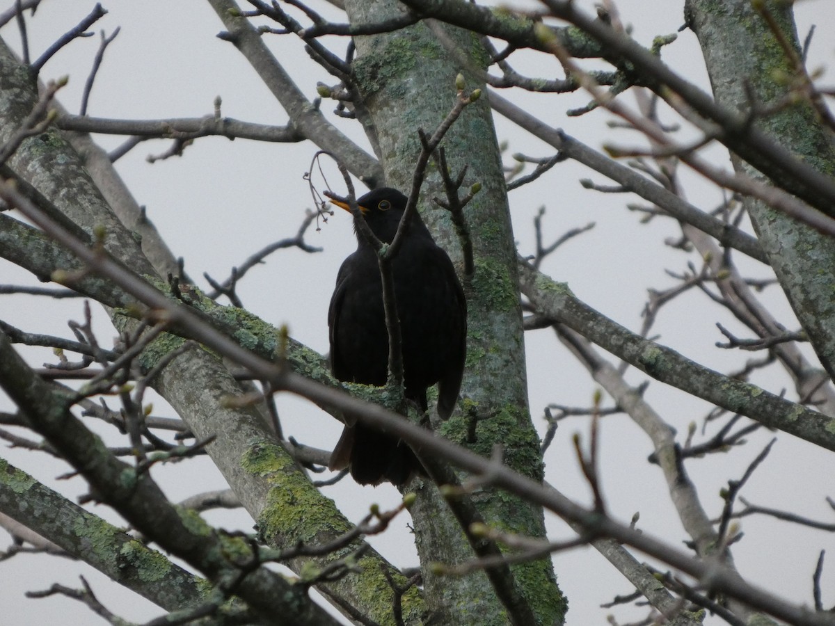 Eurasian Blackbird - ML647626911