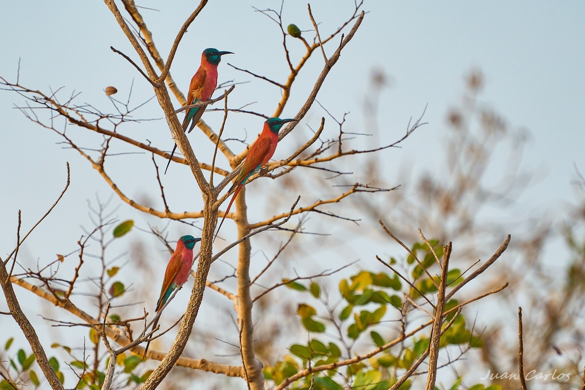 שרקרק ורוד - ML647626920