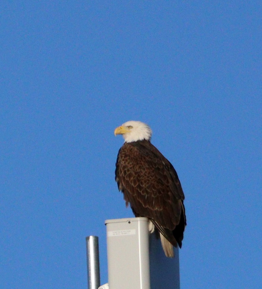 Орлан білоголовий - ML647626922