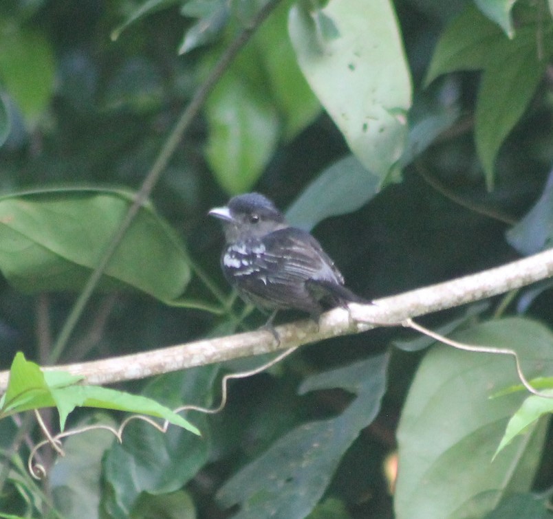 White-winged Becard - ML647626929