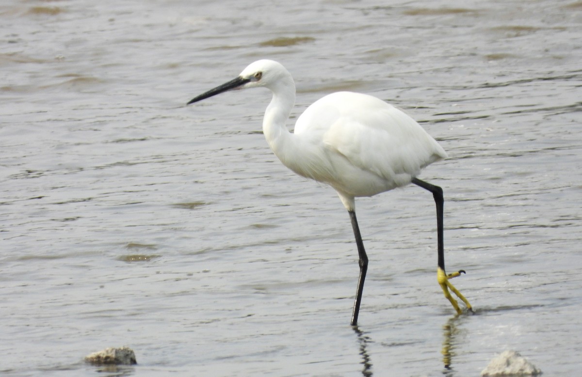 Little Egret - ML647626931