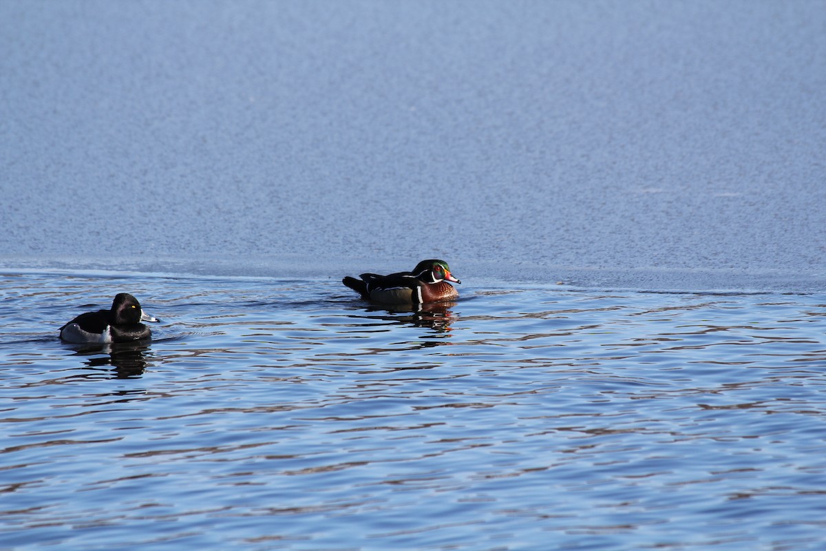 Wood Duck - ML647626932