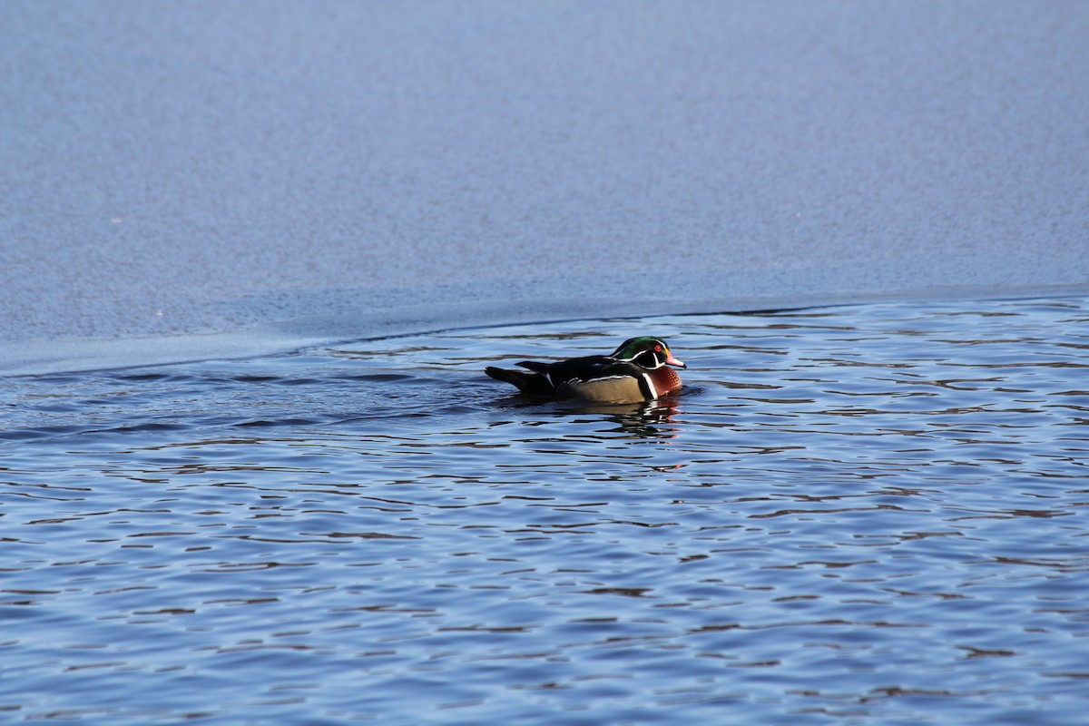 Wood Duck - ML647626933