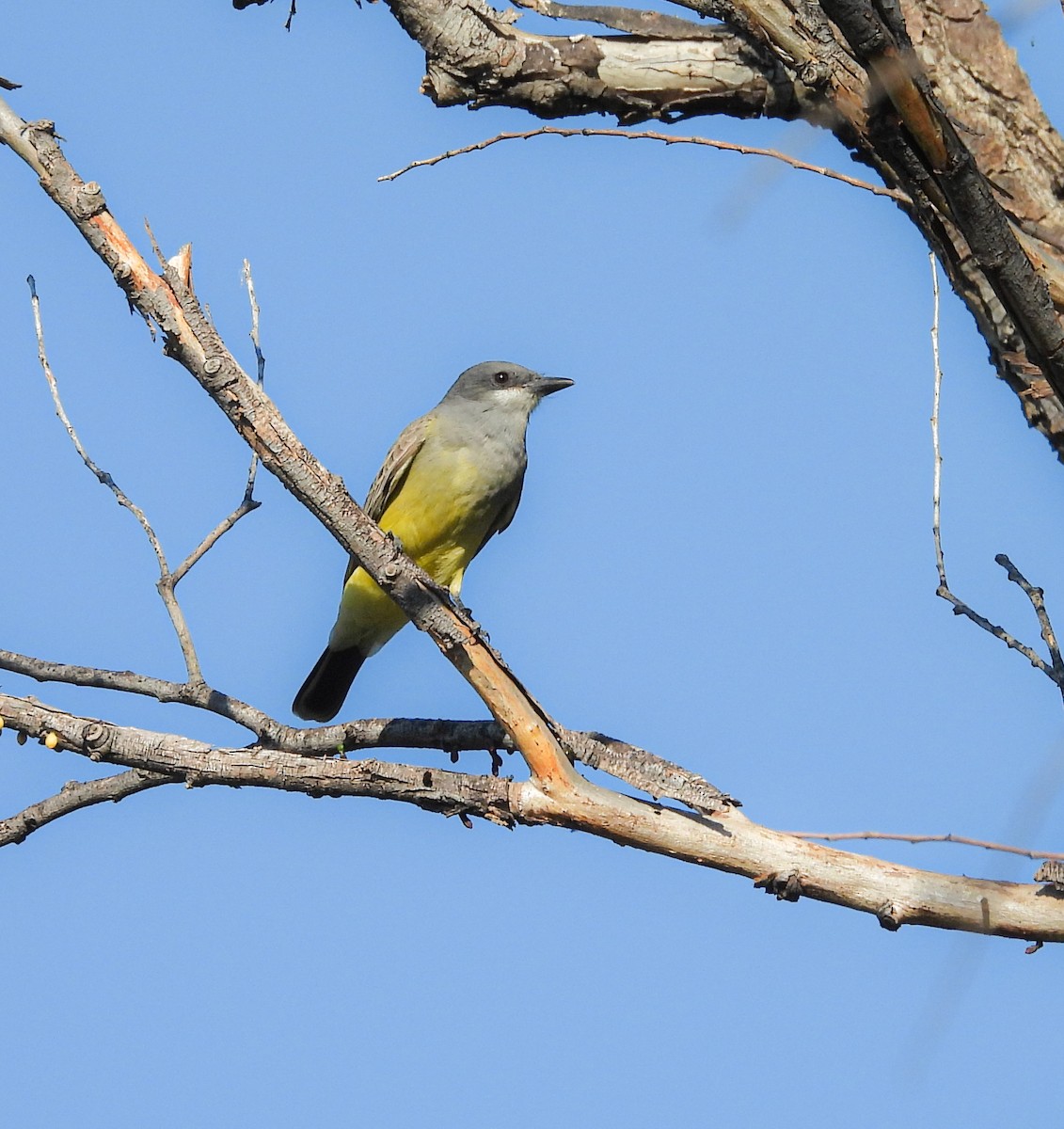 Cassin's Kingbird - ML647626934