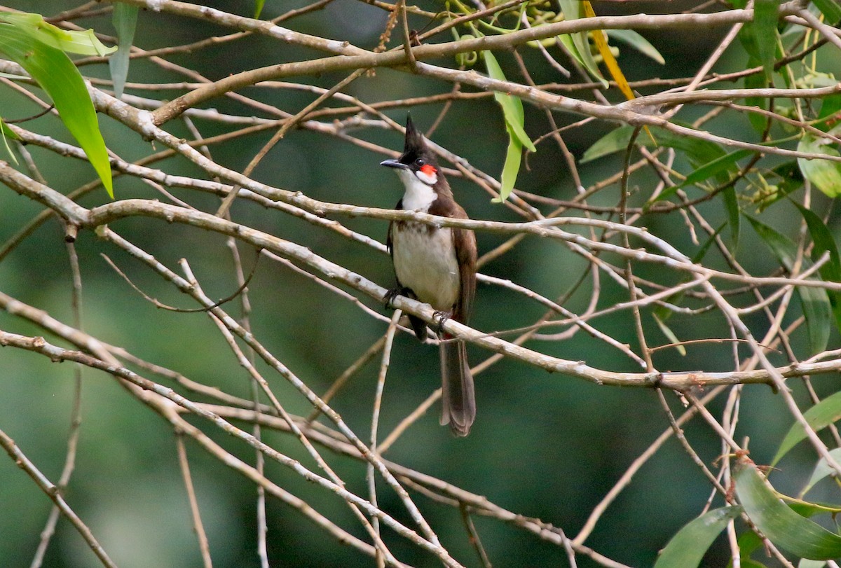 Red-whiskered Bulbul - ML647626937