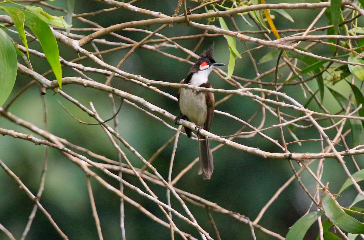 Red-whiskered Bulbul - ML647626938