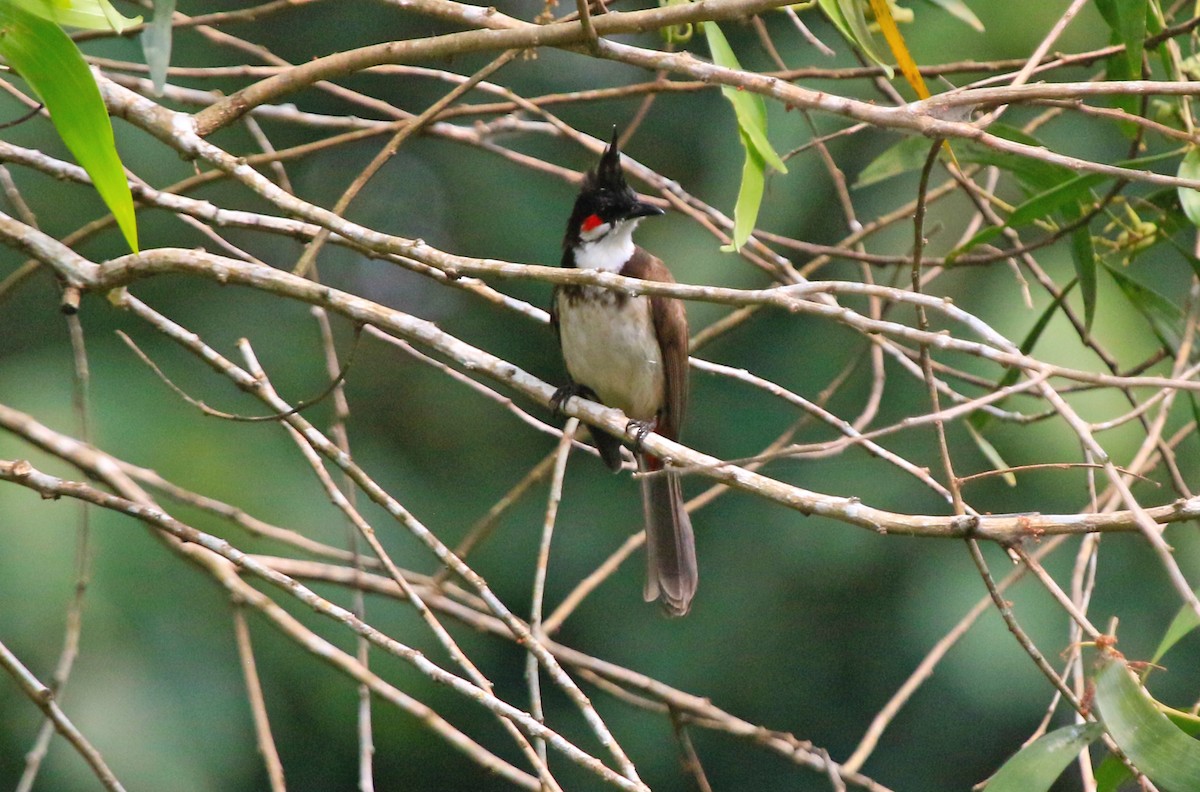 Red-whiskered Bulbul - ML647626939