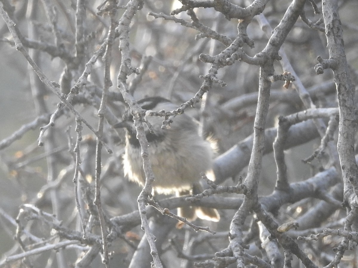 Mountain Chickadee - ML647626940