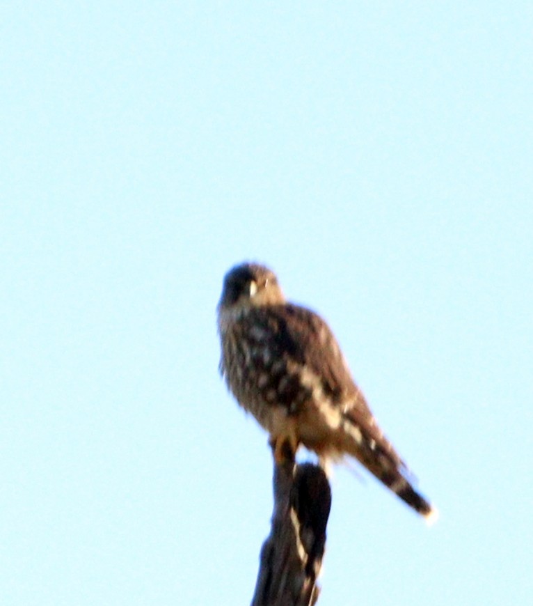 Merlin - ML647626941