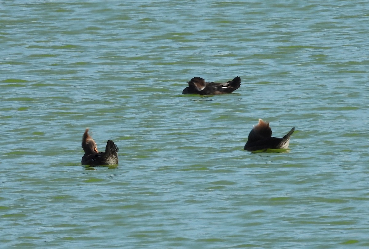 Hooded Merganser - ML647626943