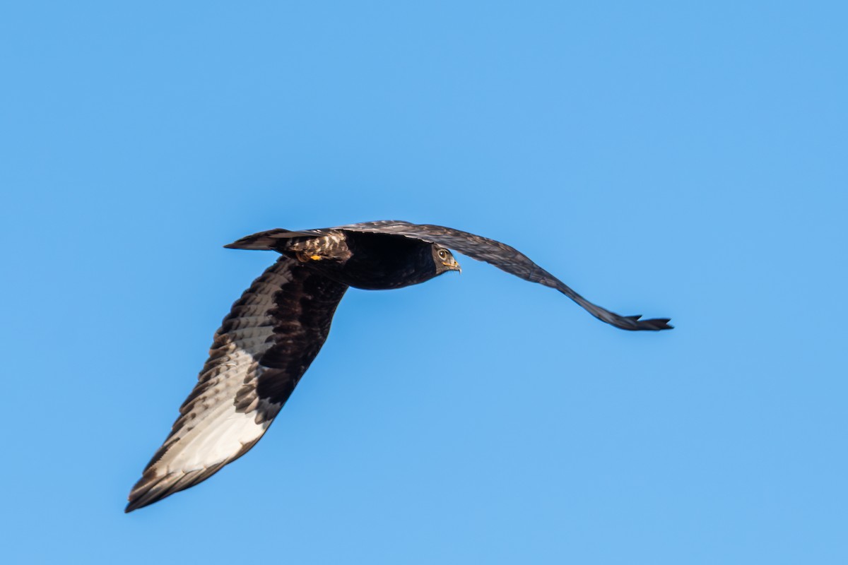 Red-tailed Hawk - ML647626944