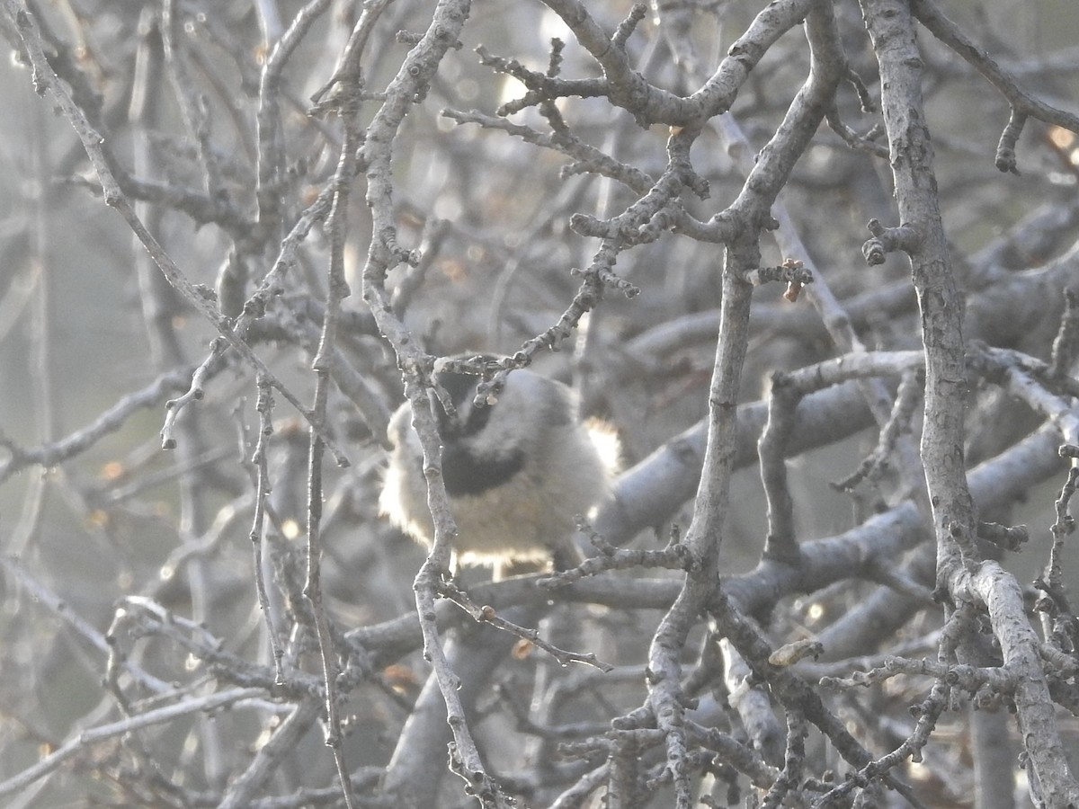 Mountain Chickadee - ML647626945