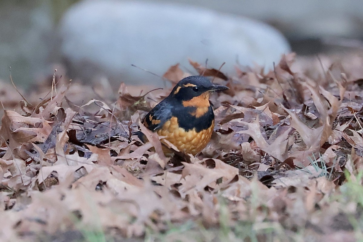 Varied Thrush - ML647626946