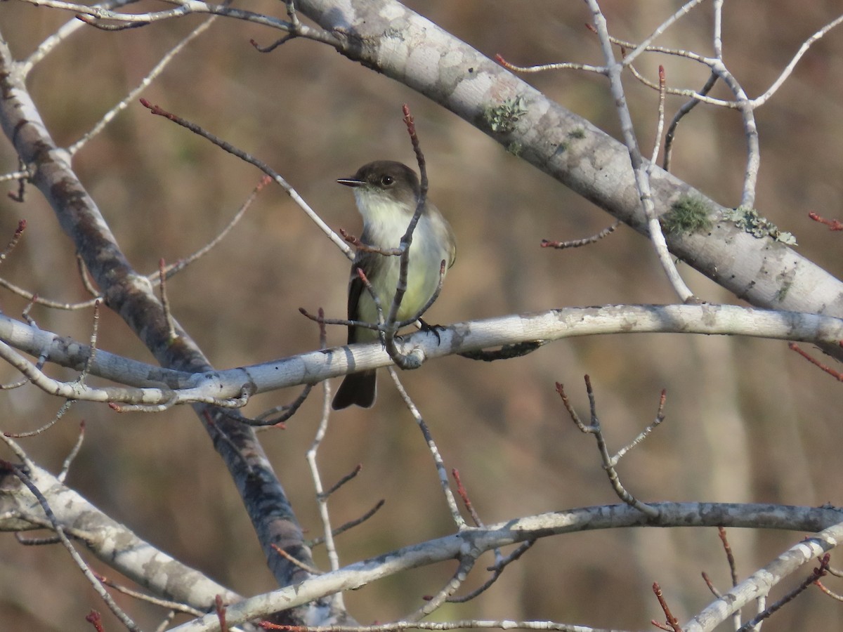 Eastern Phoebe - ML647626947