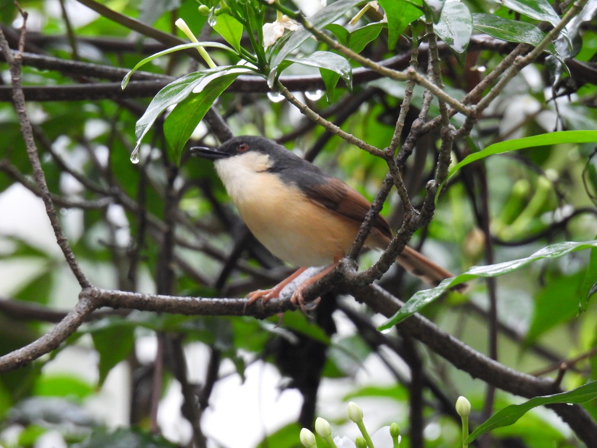 Ashy Prinia - ML647626951