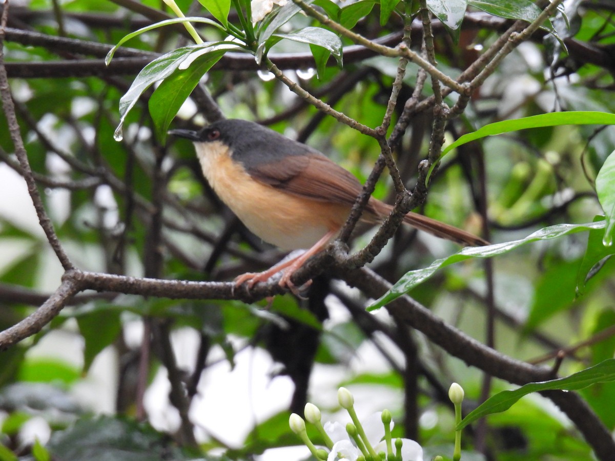 Ashy Prinia - ML647626952