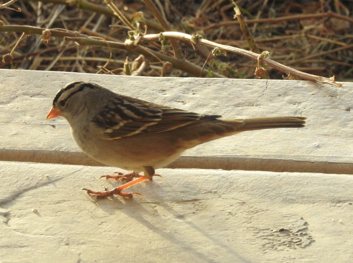White-crowned Sparrow - ML647626953