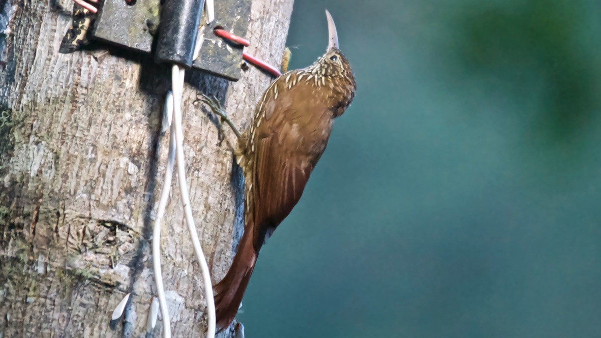 Montane Woodcreeper - ML647626956