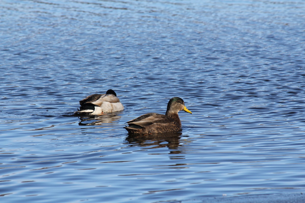 American Black Duck - ML647626957