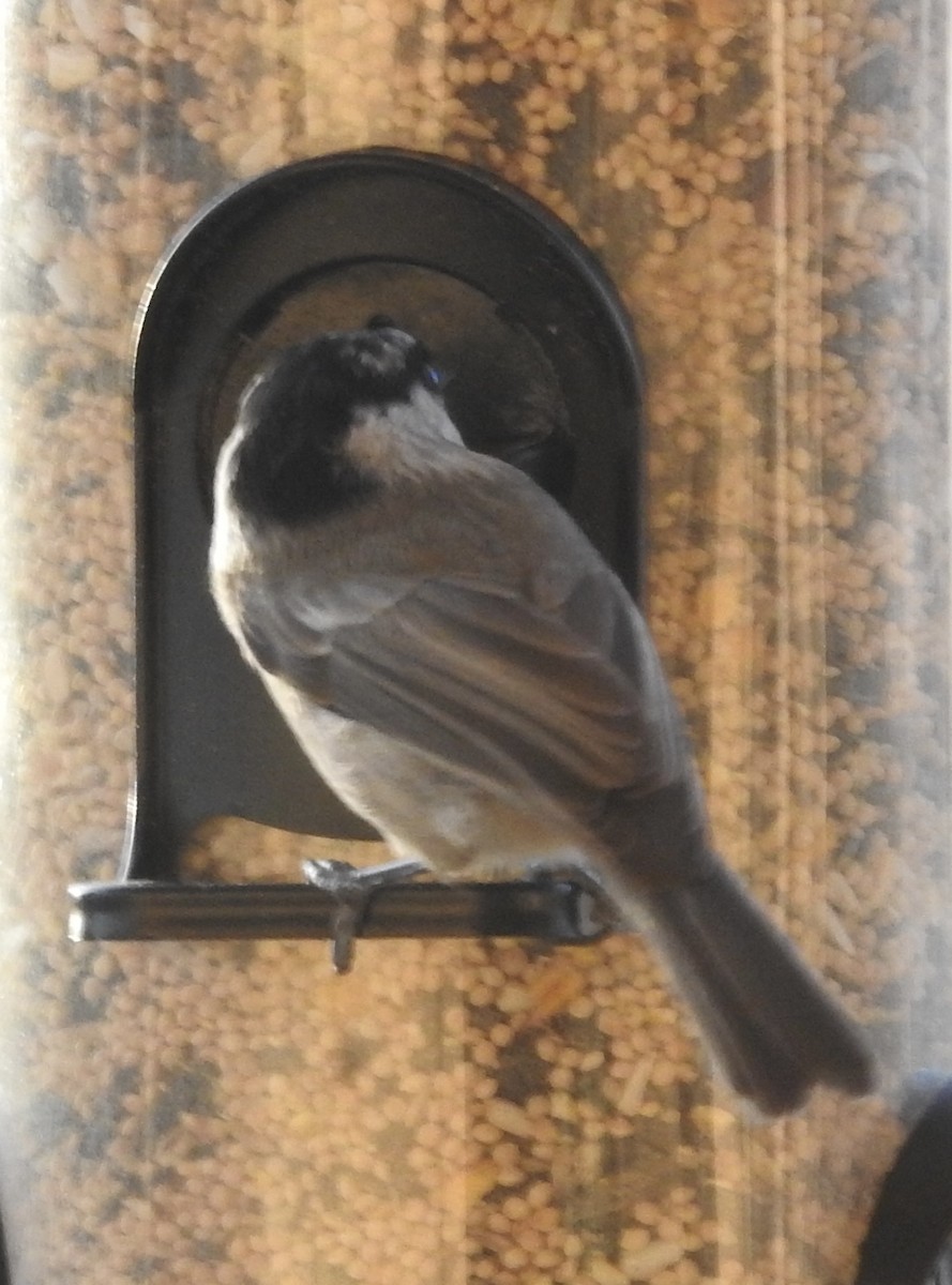 Mountain Chickadee - ML647626958