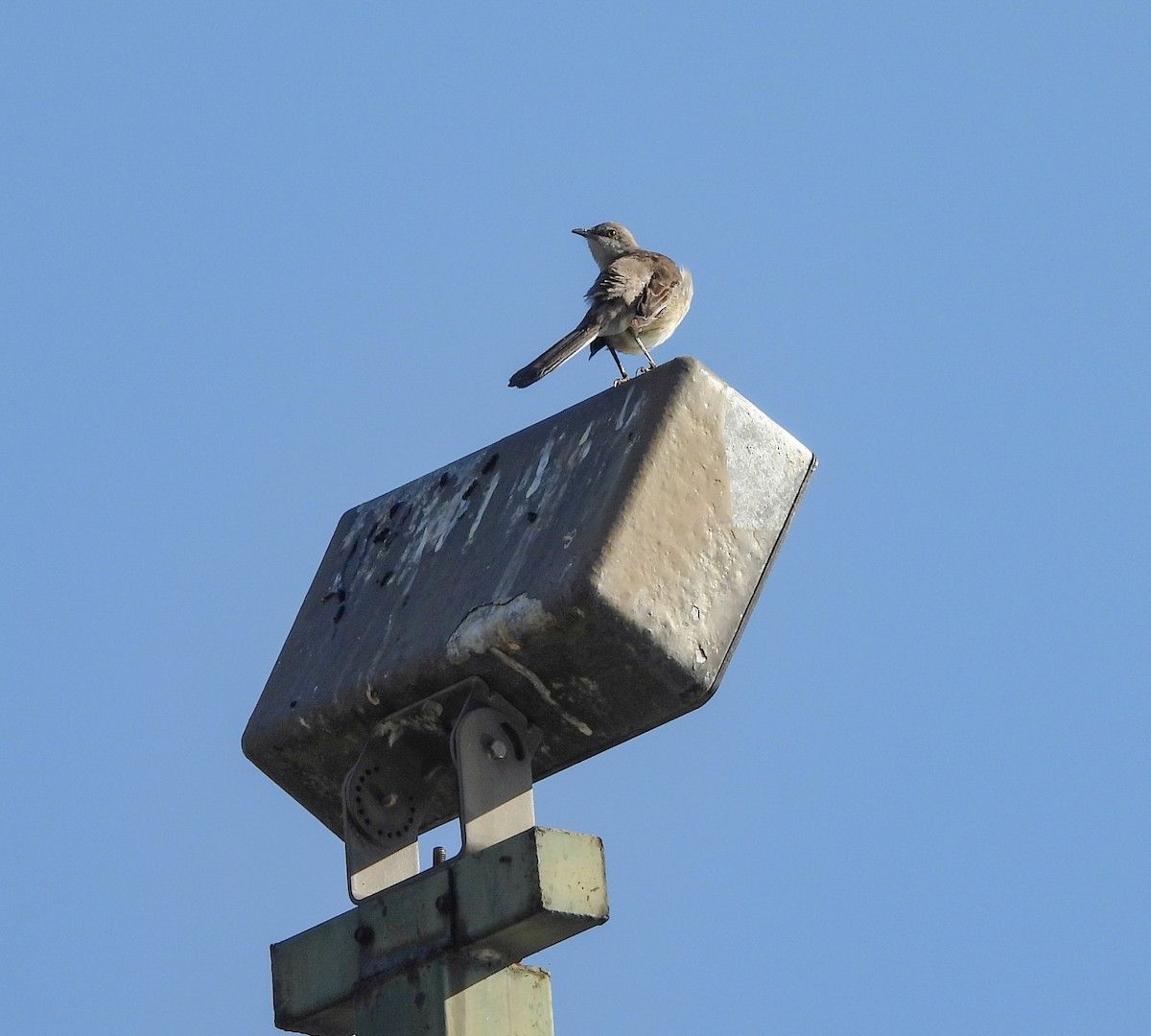 Northern Mockingbird - ML647626960